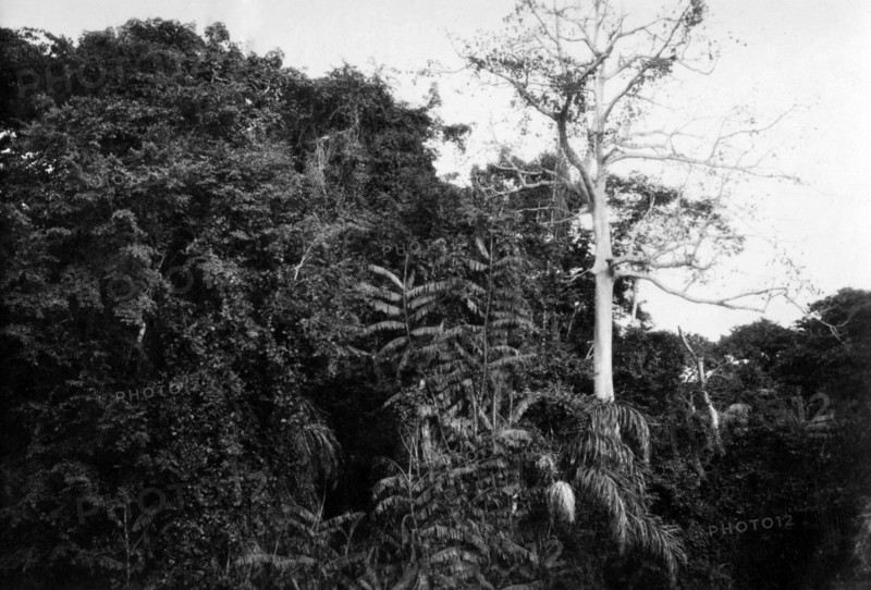 afrique, congo belge, photo de la forêt impénétrable d'ituri, 1927 1930