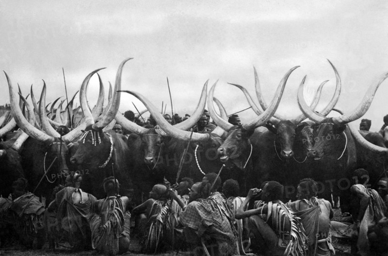 afrique, belgique congo, rwanda urundi, bovins, 1920 1930