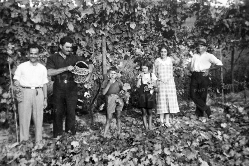 europe, italie, piedmont, monferrato, début des vendanges, 1934