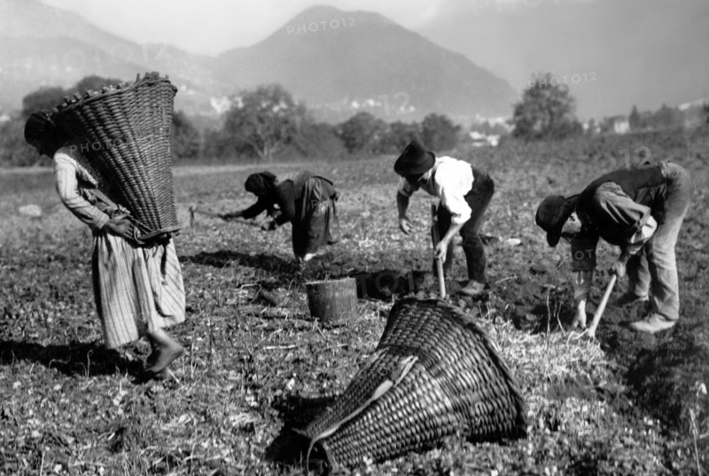 europe, italie, piedmont, val vigezzo, buttogno, récolte de pommes de terre, 1955