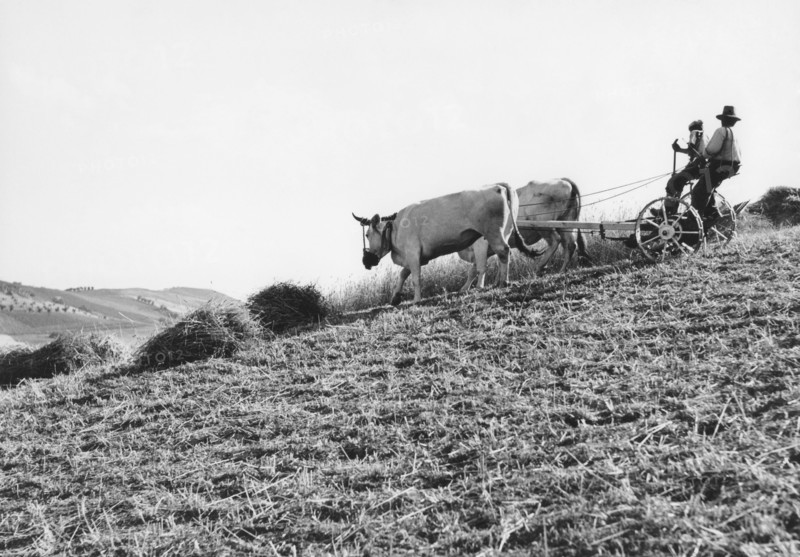 champ, pinède, abruzzes, italie 1960