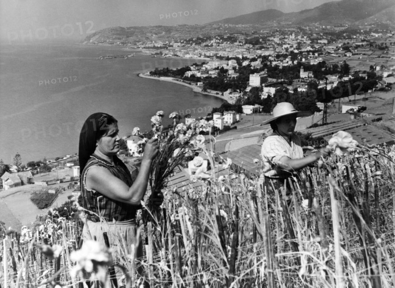 collection d'œillets, sanremo, ligurie, italie, 1965