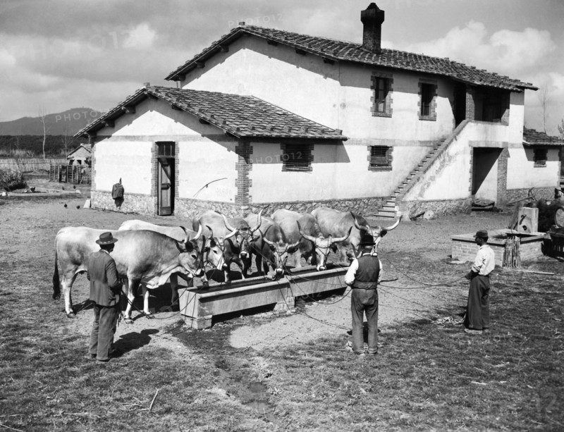 butteri, monepulciano, toscane 1956