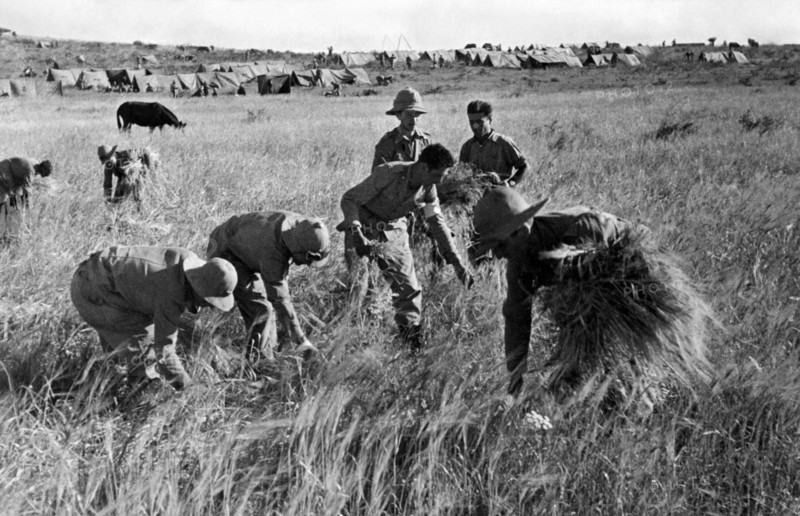 afrique, éthiopie, soldats italiens employés aux travaux des champs, 1920 1930