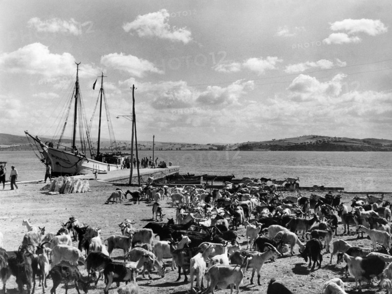 chèvres, talamone, orbetello, toscane, italie, 1952