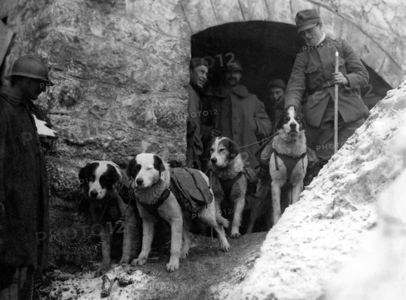 première guerre mondiale, chiens de messagers, 1915-18