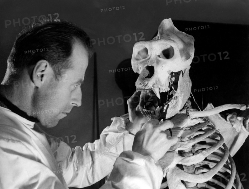 sciences naturelles, taxidermiste avec crâne de gorille, 1949