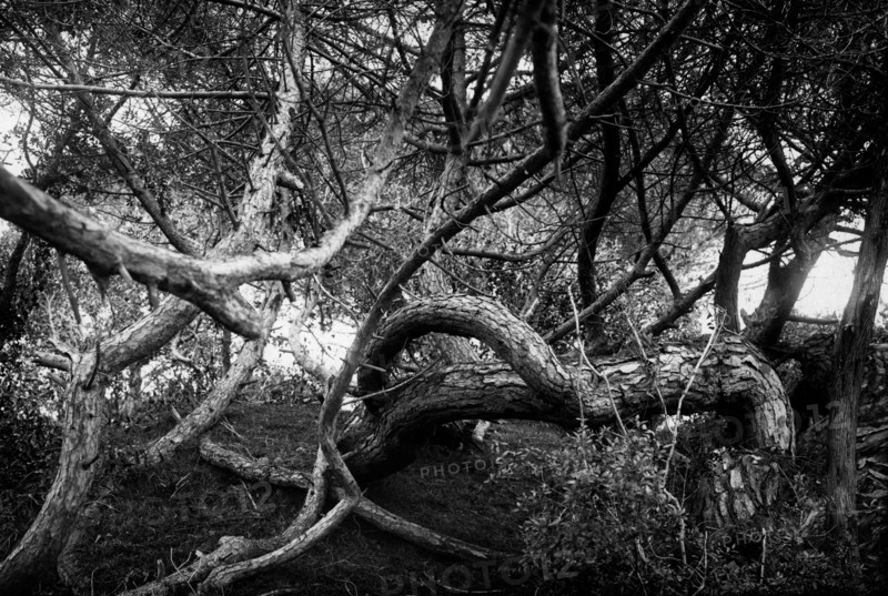 Rome. pines twisted by the sea wind at lido di castel fusano. 1920
