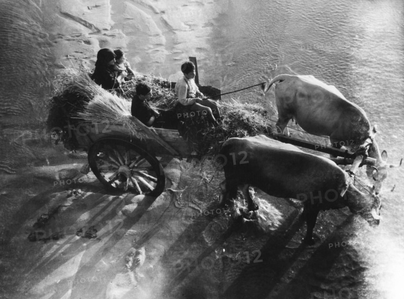 Calabria. rosarno. peasant cart on the banks of the mesima river. 1955