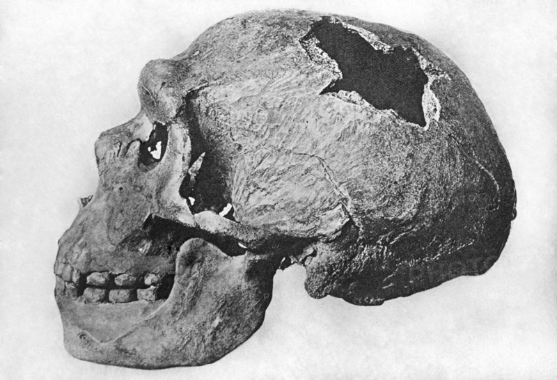 Human Skull