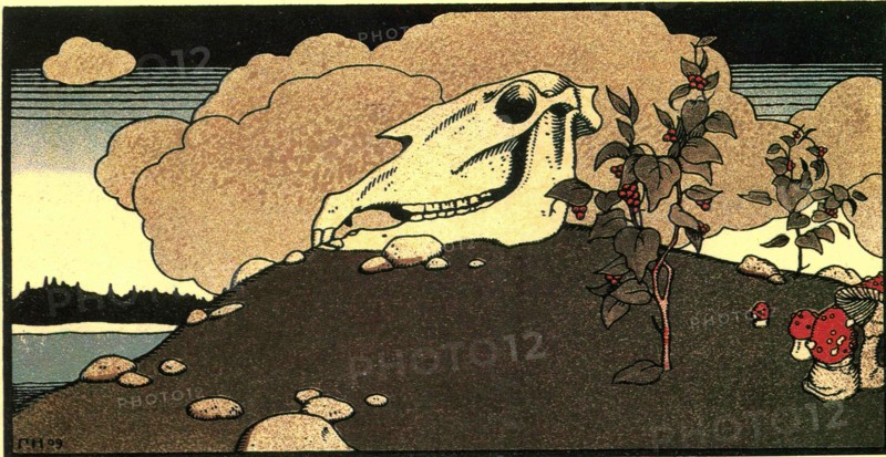 Horse skull.