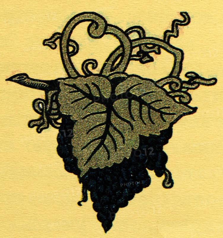 Branch of grape.