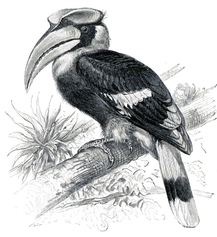 Great Hornbill - Buceros bicornis.