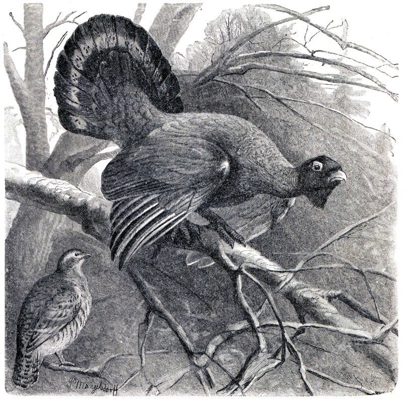 Western Capercaillie - Tetrao urogallus.
