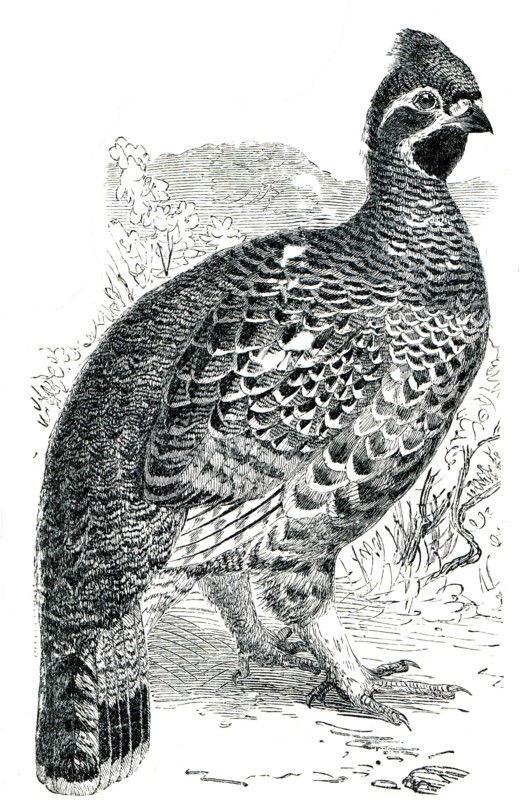 Hazel Grouse or Hazel Hen - Tetrastes bonasia.