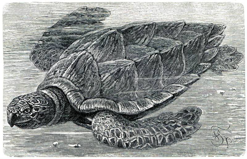 Hawksbill sea turtle.