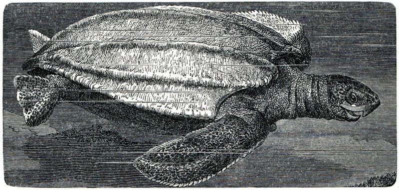 Leatherback sea turtle.