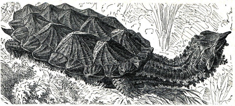 Mata mata or matamata.
