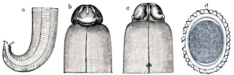Ascaris lumbricoides.