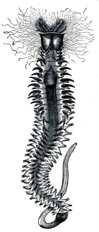 Hermella - Sabellariidae hermella family, who live in cold or temperate seas built halkalisolucan genus of hairy.