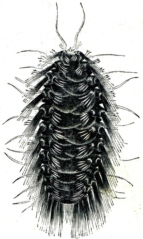 Hermione hystrix.