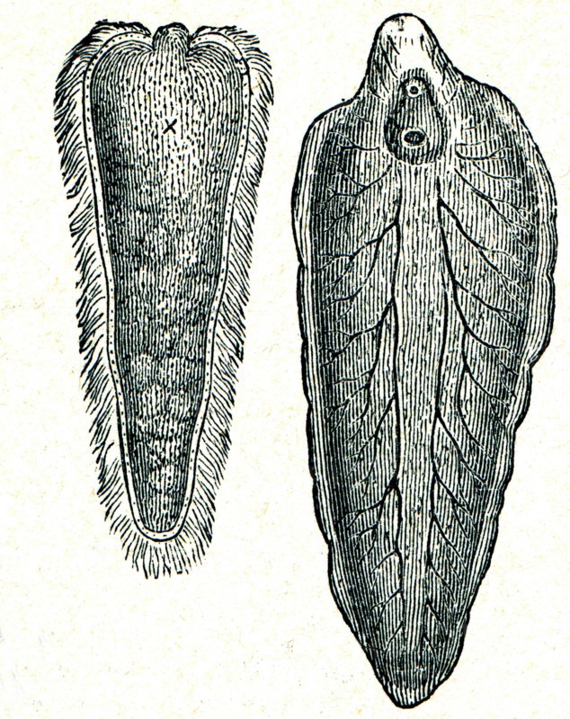 Liver fluke together with larvae.