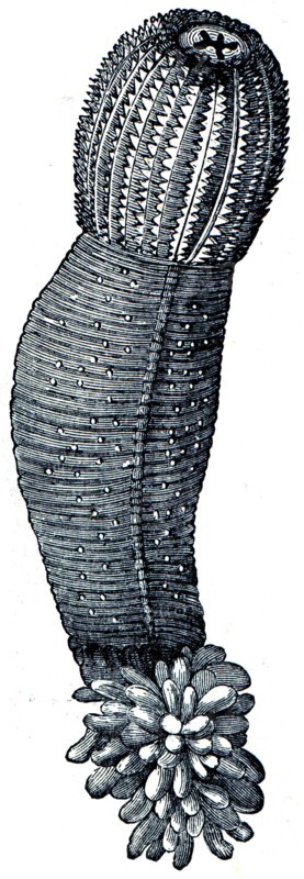 Star-shaped worm Priapulus.