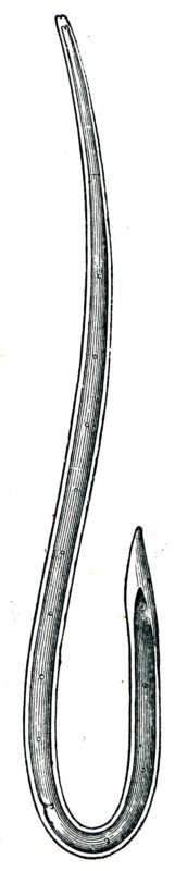 Tylenchus scandes.
