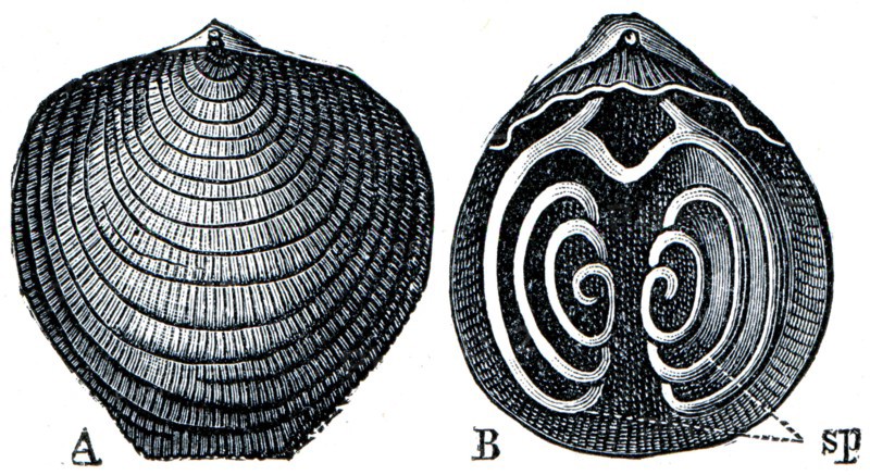 Cambrian and Silurian systems fossil organisms.