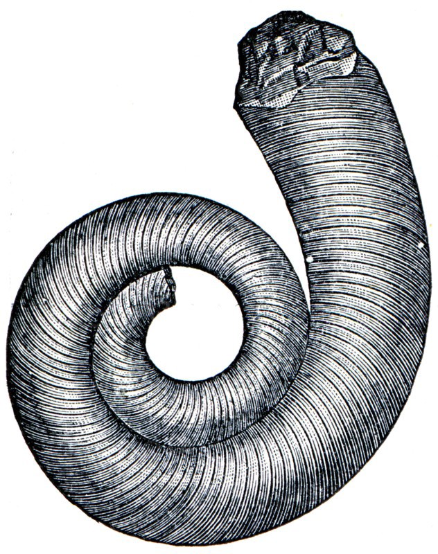 Cambrian and Silurian systems fossil organisms.