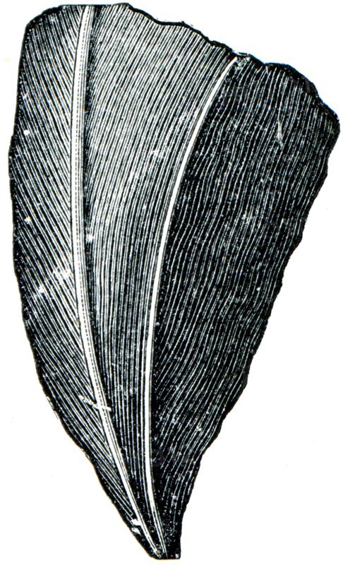 Corals Streptelasma europenium.