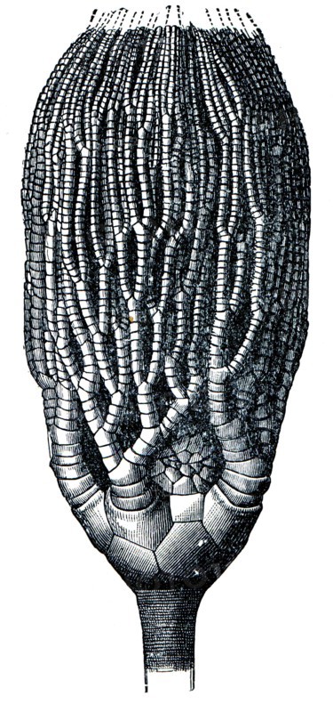 Cyathocrinus tamosus.