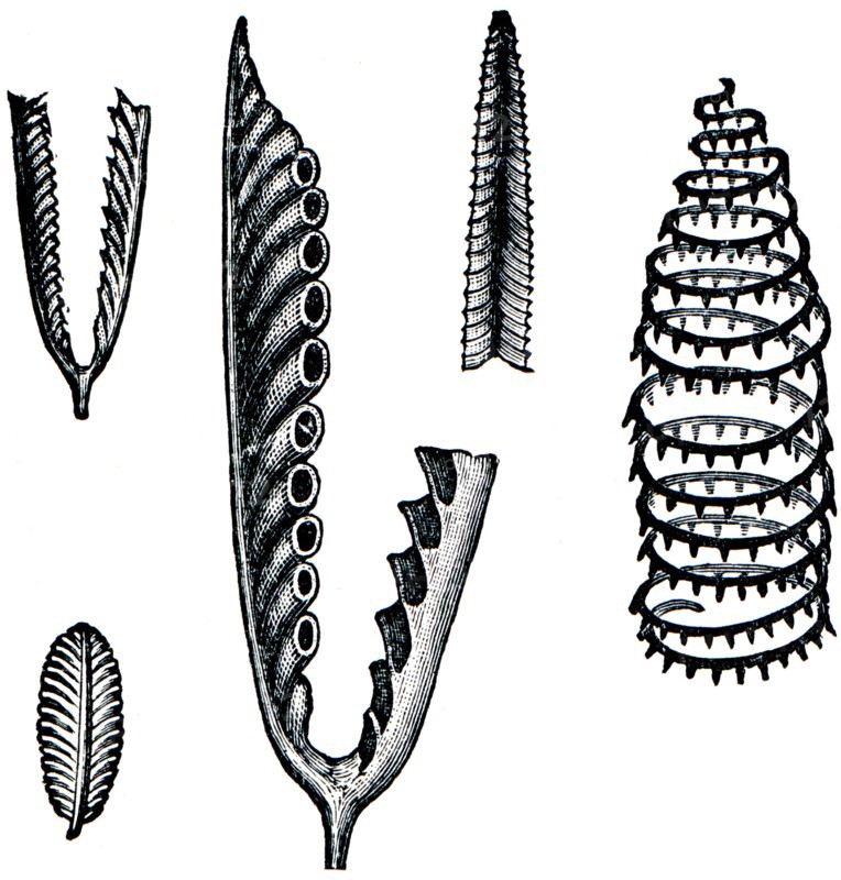 Graptolithus geminus, Graptolithus folium, Retiolites Geinitzianus, Graptolithus turriculatus.