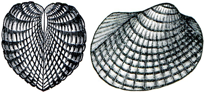 Konhiferyi Cardiolainterrupta.