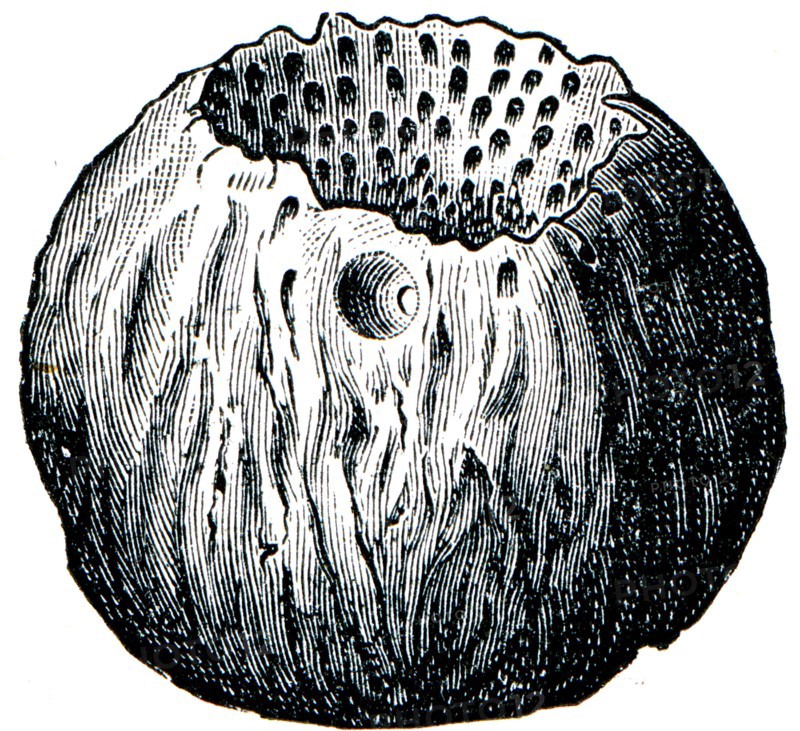 Sponge Astylospongia praemorsa.
