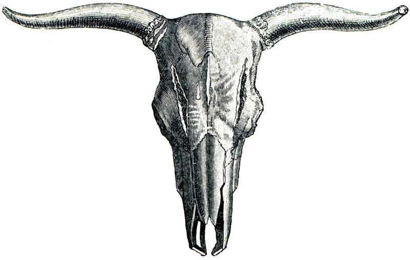 Aurochs - bos primigenius.