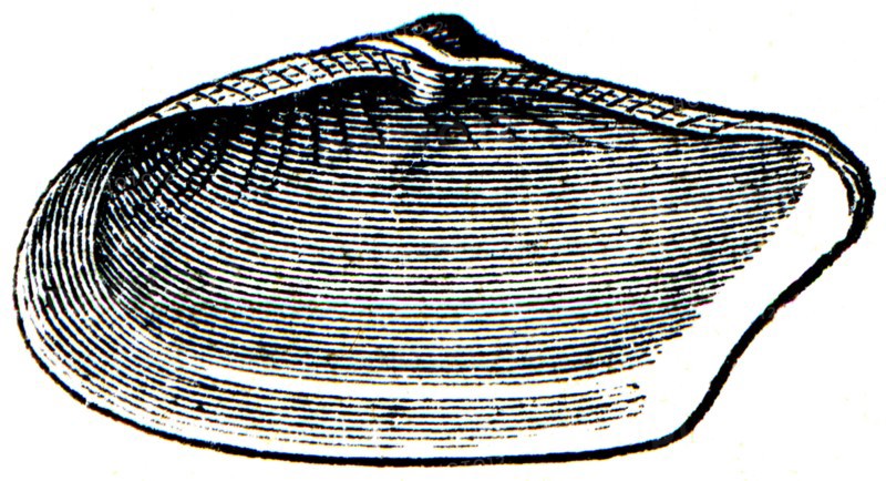Bivalvia - Actarate bonealis.