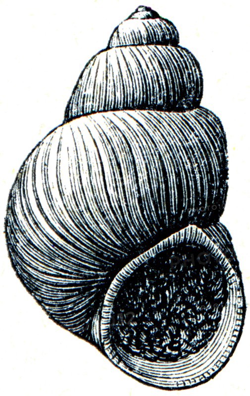 Gastropoda - Paludina diviana.