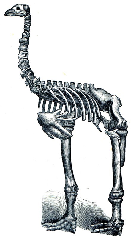Giant moa - Dinornis.