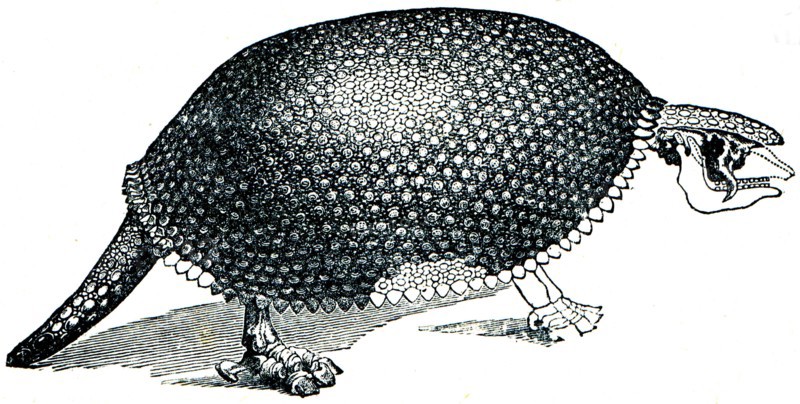 Glyptodon clavipes, Greek for - grooved or carved tooth.