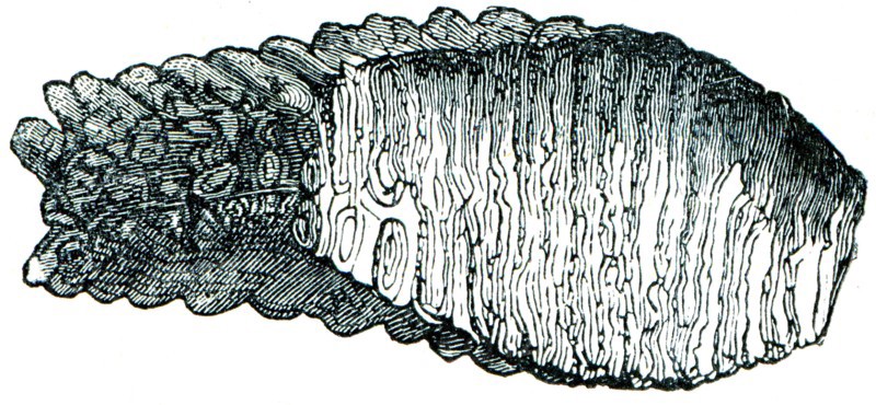 Mammoth tooth.