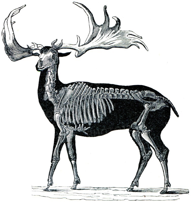 Megaceros hibernicus.