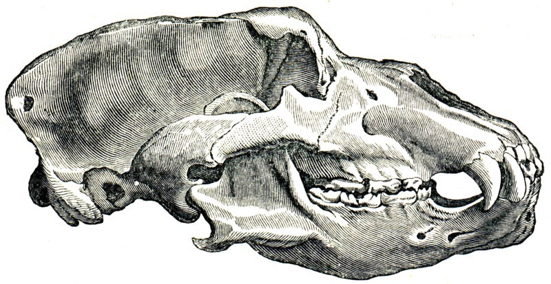 Skull Cave Bear.