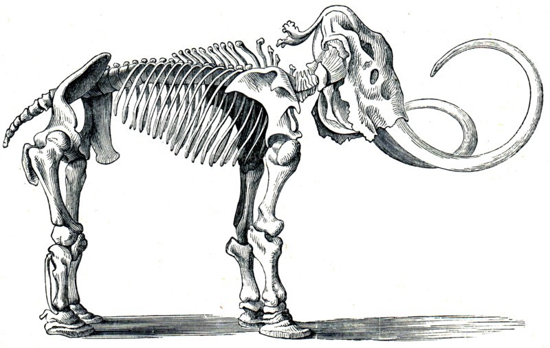 Woolly mammoth.