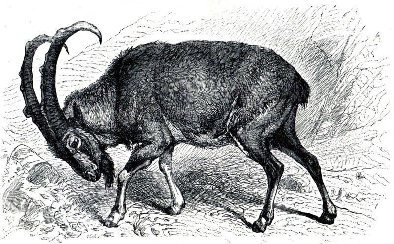 Wild goat.