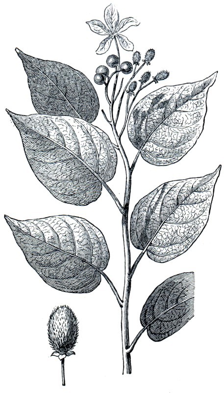 Achiote.
