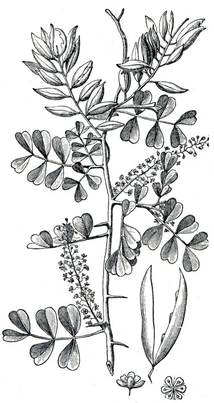 Logwood.