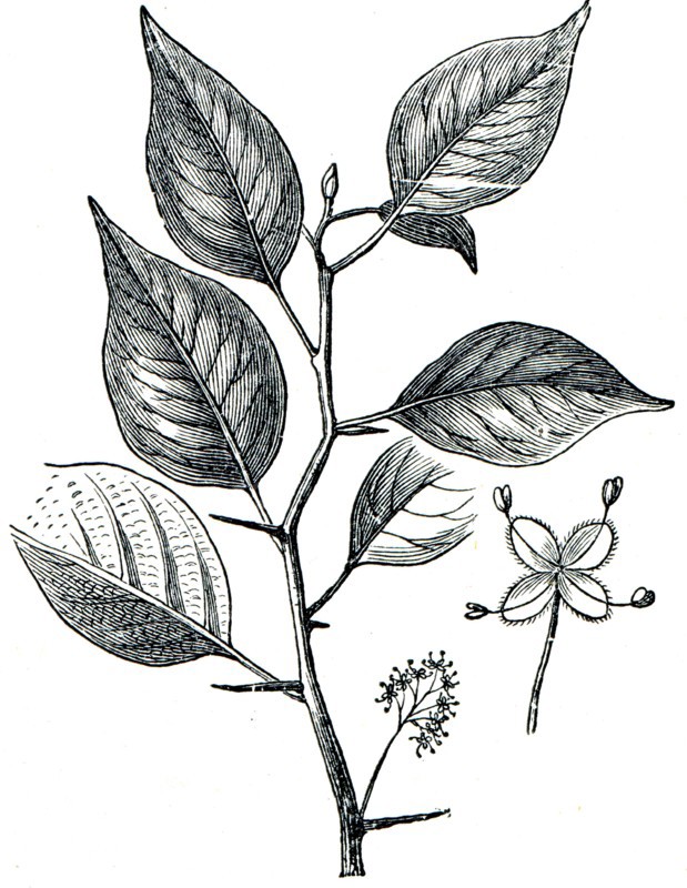 Osage-orange, Horse-apple, Bois D'Arc, or Bodark.