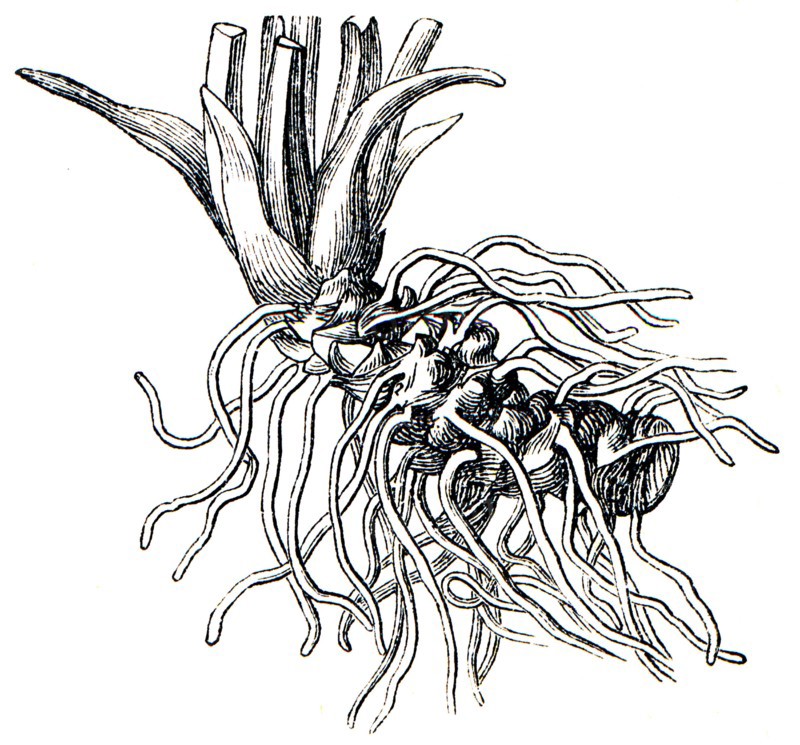Rootstock True oxlip -Primula elatior.
