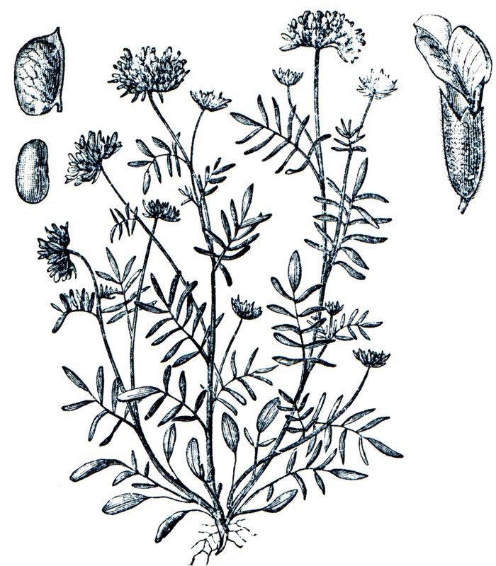 Common kidneyvetch, Kidney vetch - Anthylli vulneraria.